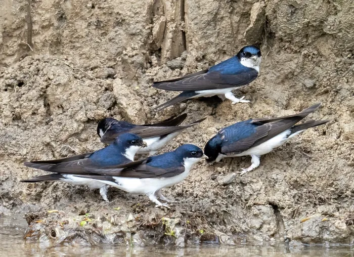 Framed Print : House martins (Delichon urbicum) perched on riverbank gathering mud for nest building, River Brathay, Ambleside, Lake District, Cumbria, UK. May