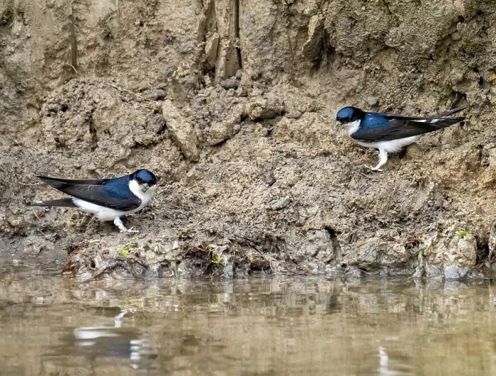 Framed Print : Two House martins (Delichon urbicum) perched on riverbank gathering mud for nest building, River Brathay, Ambleside, Lake District, Cumbria, UK. May Framed Print : Two House martins (Delichon urbicum) perched on riverbank gathering mud for nest building, River Brathay, Ambleside, Lake District, Cumbria, UK. May