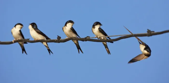 Framed Print : House martins (Delichon urbicum) perched in a row on wire, with another in flight