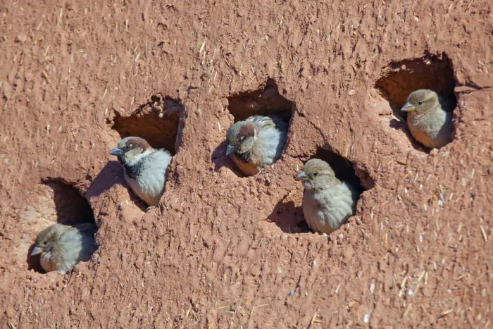 Framed Print : House sparrow (Passer domesticus) colony in building, Northern Morocco Framed Print : House sparrow (Passer domesticus) colony in building, Northern Morocco