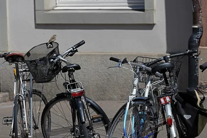 Framed Print : House sparrow (Passer domesticus) perched on bicycle basket, Switzerland. August
