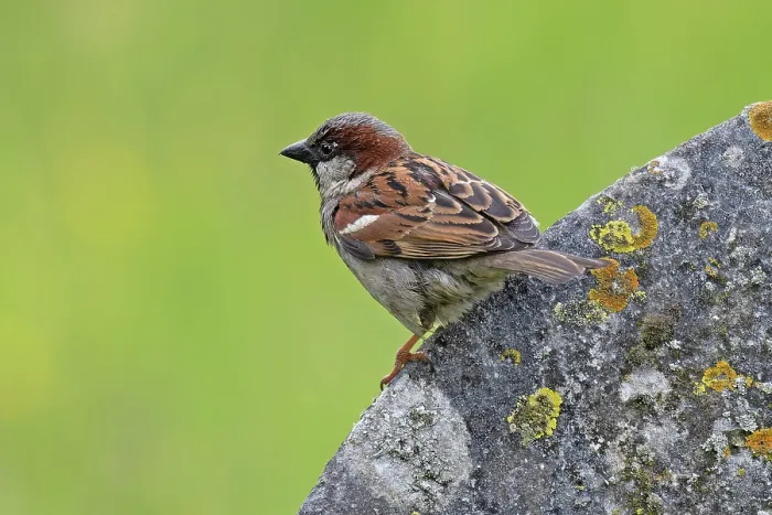 Framed Print : House sparrow (Passer domesticus) perched on gravestone, Norfolk, England, UK. June Framed Print : House sparrow (Passer domesticus) perched on gravestone, Norfolk, England, UK. June