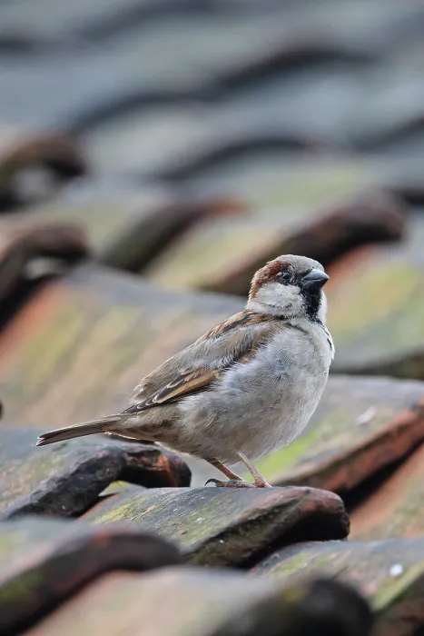 Framed Print : House sparrow (Passer domesticus) perched on roof, portrait, Cley, Norfolk, UK. April Framed Print : House sparrow (Passer domesticus) perched on roof, portrait, Cley, Norfolk, UK. April