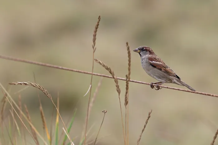Framed Print : House sparrow (Passer domesticus) perched on wire eating grass seeds, Norfolk, England, UK. October Framed Print : House sparrow (Passer domesticus) perched on wire eating grass seeds, Norfolk, England, UK. October
