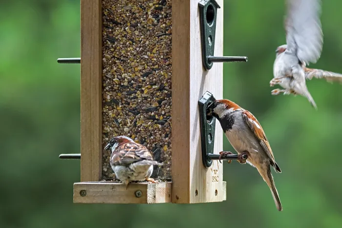Framed Print : Three House sparrows (Passer domesticus) male, feeding on seeds at garden bird feeder, Flanders, Belgium. July Framed Print : Three House sparrows (Passer domesticus) male, feeding on seeds at garden bird feeder, Flanders, Belgium. July