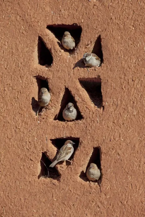 Framed Print : House sparrows (Passer domesticus) perched on building, Morocco, March Framed Print : House sparrows (Passer domesticus) perched on building, Morocco, March