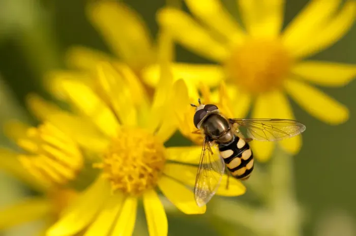 Framed Print : Hoverfly (Syrphus ribesii) feeding on Common ragwort (Senecio jacobaea) flower, Arne RSPB reserve Framed Print : Hoverfly (Syrphus ribesii) feeding on Common ragwort (Senecio jacobaea) flower, Arne RSPB reserve