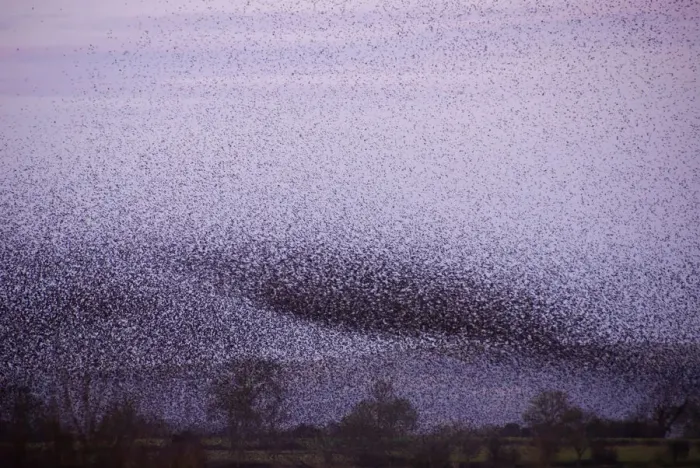 Framed Print : Huge flock of Common starlings (Sturnus vulgaris) flying in to roost over the reed beds at dusk Framed Print : Huge flock of Common starlings (Sturnus vulgaris) flying in to roost over the reed beds at dusk