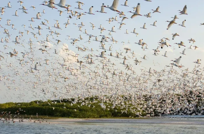 Framed Print : Huge flock of White ibis (Eudocimus albus) in breeding plumage, flying to their mangrove-covered Framed Print : Huge flock of White ibis (Eudocimus albus) in breeding plumage, flying to their mangrove-covered