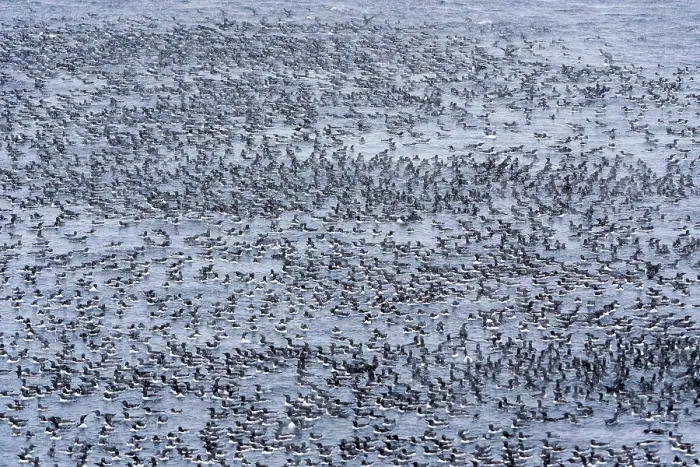Framed Print : Huge gathering of Common guillemots (Uria aalge) on the sea in heavy snowfall before mass landing event, Hornoya, Varanger, Finnmark, Norway. March