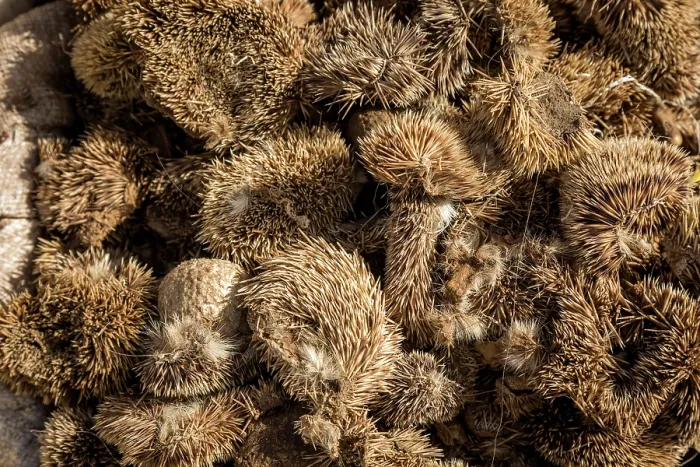 Framed Print : Huge pile of Hedgehogs skins for sale for traditional beliefs in Bamako market, Mali. October, 2017 Framed Print : Huge pile of Hedgehogs skins for sale for traditional beliefs in Bamako market, Mali. October, 2017
