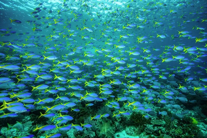 Framed Print : Huge school of Blue and yellow fusiliers (Caesio teres) passing over a coral reef while feeding on zooplankton Framed Print : Huge school of Blue and yellow fusiliers (Caesio teres) passing over a coral reef while feeding on zooplankton