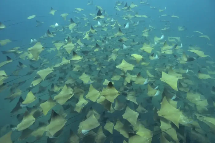 Framed Print : A huge school of Pacific cownose / Golden cownose rays (Rhinoptera steindachneri), Baja California, Sea of Cortez, Mexico Framed Print : A huge school of Pacific cownose / Golden cownose rays (Rhinoptera steindachneri), Baja California, Sea of Cortez, Mexico
