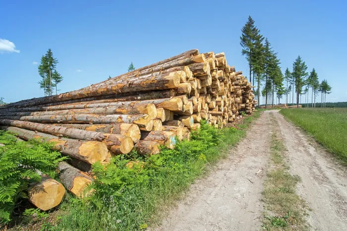 Framed Print : Huge wood pile of tree trunks in coniferous clearcut forest with a few remaining Pine (Pinus sp.) trees in background, Vlessart, Belgian Ardennes, Belgium. June, 2023 Framed Print : Huge wood pile of tree trunks in coniferous clearcut forest with a few remaining Pine (Pinus sp.) trees in background, Vlessart, Belgian Ardennes, Belgium. June, 2023