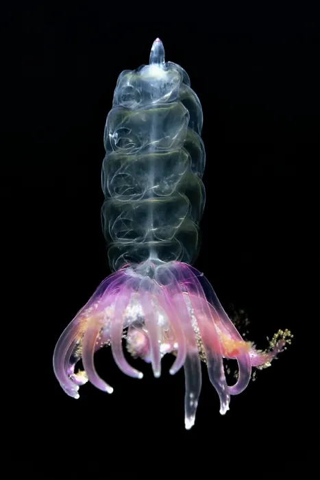 Framed Print : Hula skirt siphonophore (Physophora hydrostatica) portrait, Shizuoka Prefecture, Japan, Pacific Ocean Framed Print : Hula skirt siphonophore (Physophora hydrostatica) portrait, Shizuoka Prefecture, Japan, Pacific Ocean
