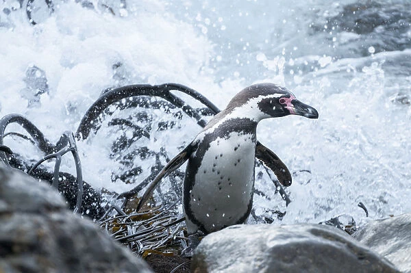 Humboldt penguin (Spheniscus humboldti) returning on shore with kelp. Tilgo Island