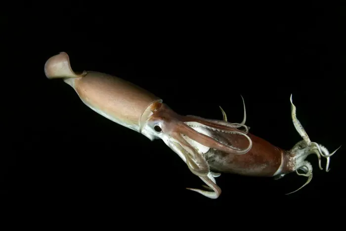 Framed Print : Humboldt squid (Dosidicus gigas) cannibalising another squid of the same species Framed Print : Humboldt squid (Dosidicus gigas) cannibalising another squid of the same species