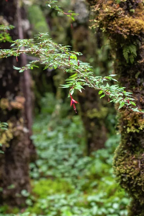 Framed Print : Hummingbird fuchsia (Fuchsia magellanica) in flower in temperate rainforest, Quelat National Park, Patagonia, Chile Framed Print : Hummingbird fuchsia (Fuchsia magellanica) in flower in temperate rainforest, Quelat National Park, Patagonia, Chile