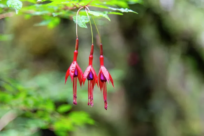 Framed Print : Hummingbird fuchsia (Fuchsia magellanica) in flower in temperate rainforest, Quelat National Park, Patagonia, Chile Framed Print : Hummingbird fuchsia (Fuchsia magellanica) in flower in temperate rainforest, Quelat National Park, Patagonia, Chile
