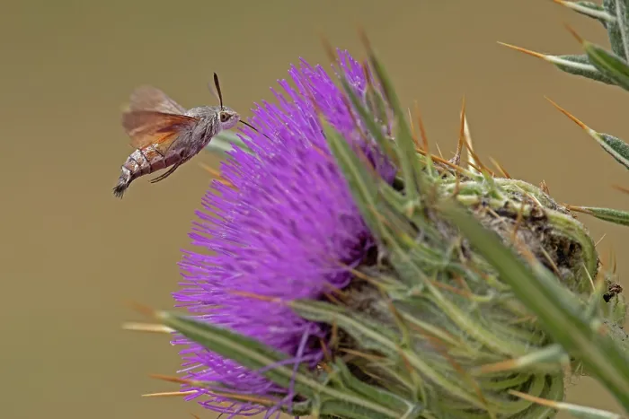 Framed Print : Hummingbird hawkmoth (Macroglossum stellatarum) nectaring on Thistle (Cirsium sp.) flower, Pyrenees, Spain. August Framed Print : Hummingbird hawkmoth (Macroglossum stellatarum) nectaring on Thistle (Cirsium sp.) flower, Pyrenees, Spain. August