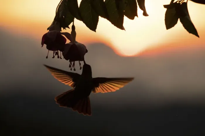Framed Print : Hummingbird (Trochilidae) feeding on flower, silhouetted at sunset, Talamanca mountains