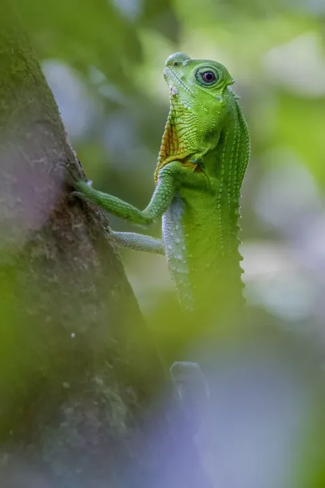 Framed Print : Hump-nosed lizard (Lyriocephalus scutatus) on a branch. Sinharaja, Southern Province Framed Print : Hump-nosed lizard (Lyriocephalus scutatus) on a branch. Sinharaja, Southern Province