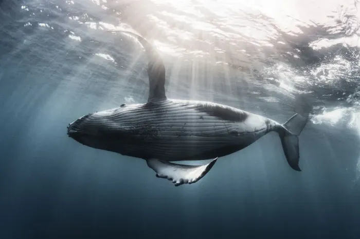 Framed Print : Humpback whale calf (Megaptera novaeangliae australis) swimming just under the ocean surface