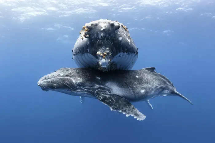 Framed Print : Humpback whale calf (Megaptera novaeangliae) male resting beneath his resting mother Framed Print : Humpback whale calf (Megaptera novaeangliae) male resting beneath his resting mother