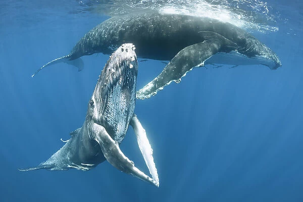 Humpback whale female calf (Megaptera novaeangliae) posing with her pectoral fins held together, with her mother resting in the background. Vava'u, Kingdom of Tonga. Pacific Ocean