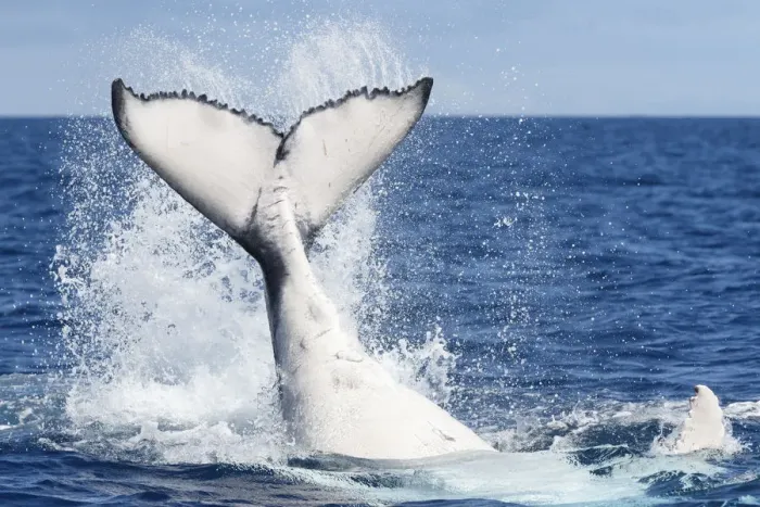 Framed Print : Humpback whale female calf (Megaptera novaeangliae australis) slapping the ocean