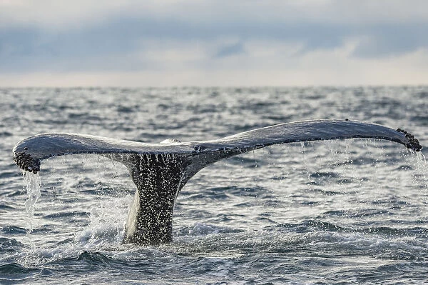Humpback whale (Megaptera novaeangliae) tail fluke above water, Bay of Fundy, New Brunswick