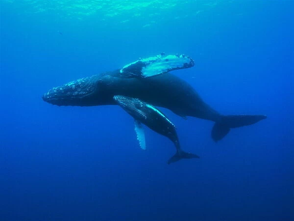 Humpback whale (Megaptera novaeangliae) mother and calf swimming, Hawaii, Pacific Ocean
