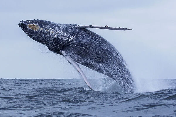 Humpback Whale (Megaptera novaeangliae) breaching, Machalilla National Park, Manabi, Ecuador