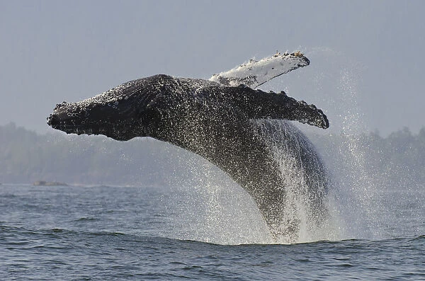 Humpback whale (Megaptera novaeangliae) adult breaching, Vancouver Island, British Columbia