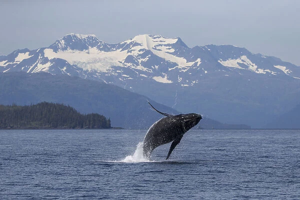 Humpback whale (Megaptera novaeangliae) breaching, Prince William Sound, Alaska, July