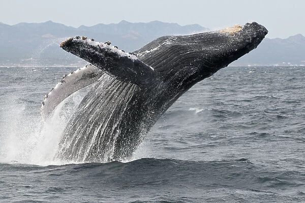 Humpback whale (Megaptera novaeangliae) breaching - leaping out of the water, Sea of Cortez