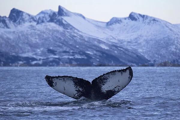 Humpback whale (Megaptera novaeangliae) tail fluke above water before diving, Senja