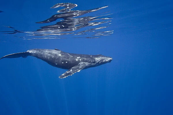 Humpback whale (Megaptera novaeangliae) off the coast of Lanai, Hawaii