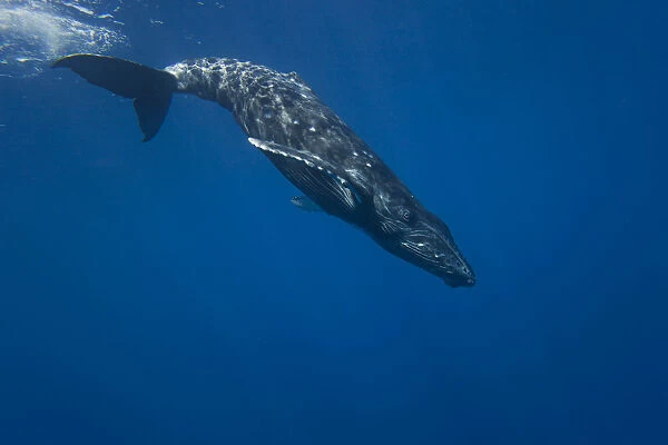 Humpback Whale (Megaptera novaeangliae) beginning a deep dive. Hawaii
