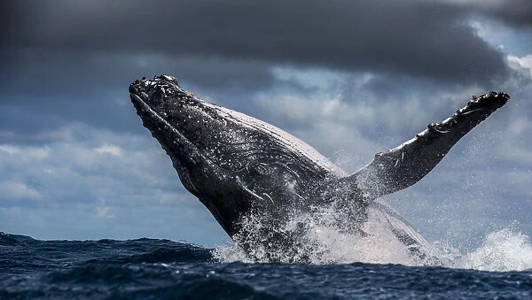 Humpback Whale (Megaptera novaeangliae) breaching during annual sardine run, Port St Johns