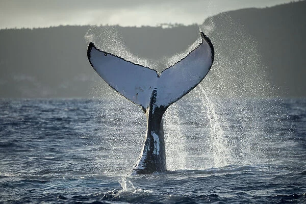 Humpback whale (Megaptera novaeangliae) tail fluke, Vava u, Tonga