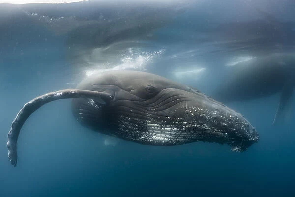 Humpback whale (Megaptera novaeangliae), Antarctic Peninsula, Antarctica
