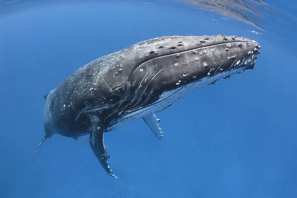 Humpback whale (Megaptera novaeangliae) male with his penis extended. Vava u, Tonga