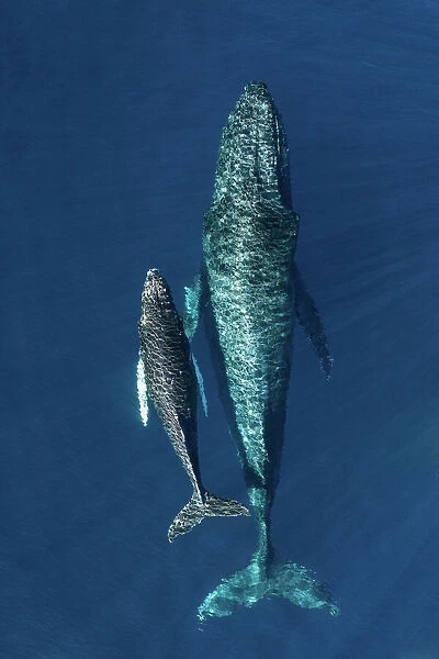 Humpback whale (Megaptera novaeangliae) female and calf, aerial view