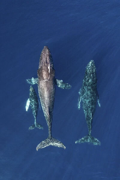 Humpback whale (Megaptera novaeangliae), mother and calf with male escort, aerial view