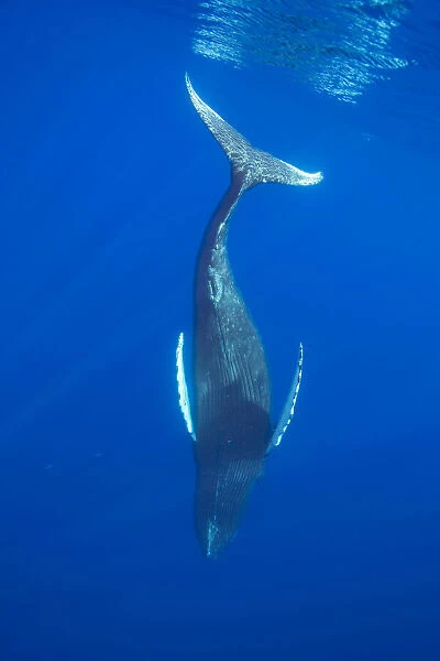 Humpback whale (Megaptera novaeangliae) diving into the depths, Hawaii, Pacific Ocean