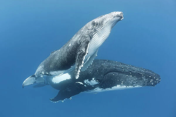 Humpback whale (Megaptera novaeangliae) male calf with his mother. Vava'u, Tonga. South Pacific