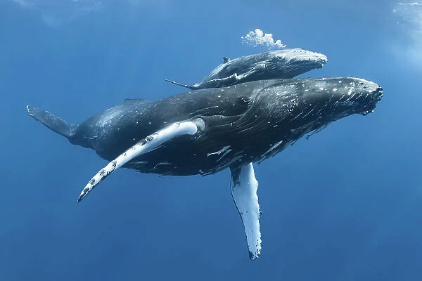 Humpback whale (Megaptera novaeangliae) calf Tahafa male with injured pectoral fin and scarred body, with mother. Vava'u, Tonga, Pacific Ocean. COP26 Countdown Photo Competition 2021 Finalist