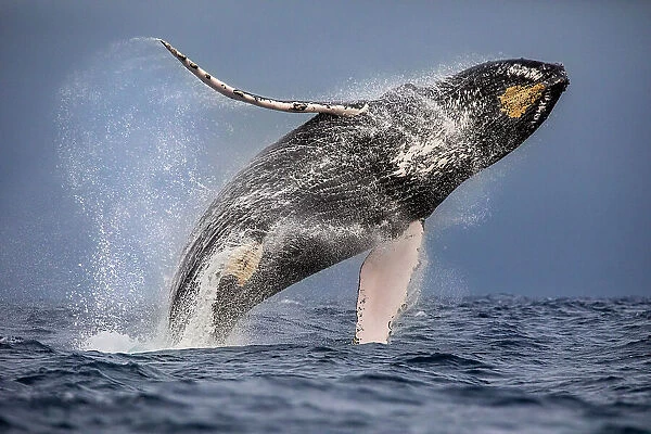 Humpback whale (Megaptera novaeangliae) breaching, Manabi, Ecuador, Pacific Ocean