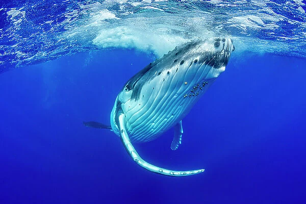 Humpback whale (Megaptera novaeangliae) swimming towards surface, Tubuai, French Polynesia, Pacific Ocean